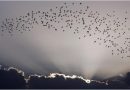 Aves migratorias en Cuba