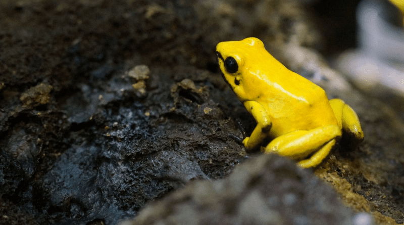 Riqueza y conservación de los anfibios cubanos
